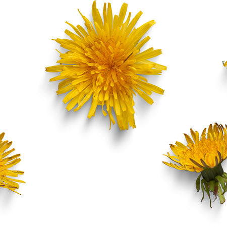 files/dandilion.jpg