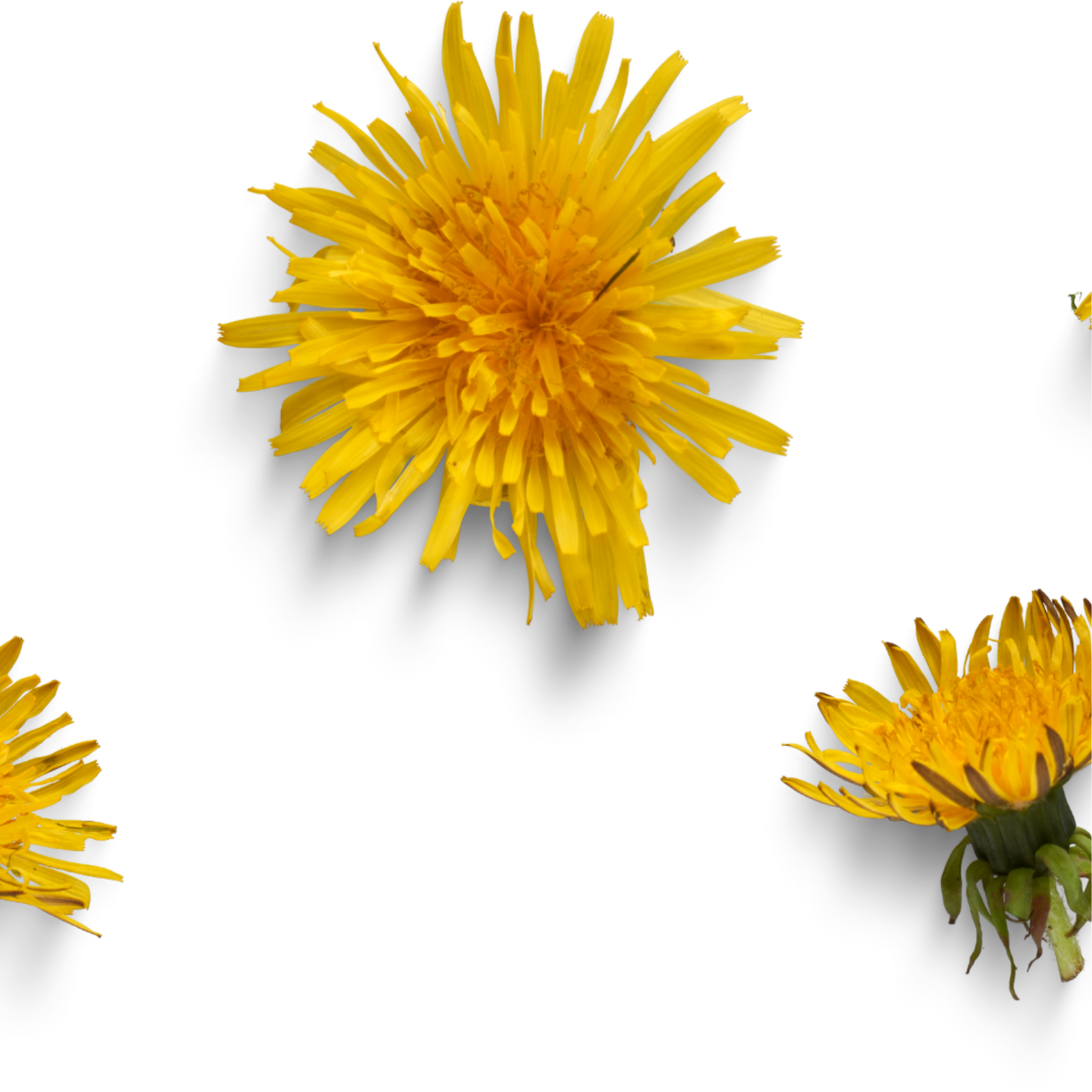 files/dandilion.png