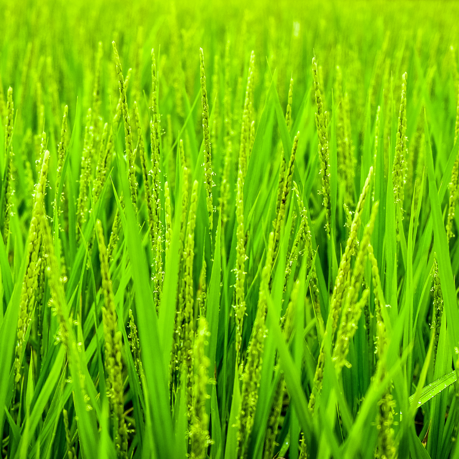 files/wheatgrass.png